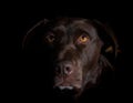 Brown Labrador Portrait Royalty Free Stock Photo