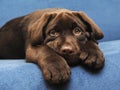 Brown Labrador puppy Royalty Free Stock Photo