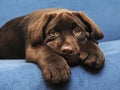 Brown Labrador puppy