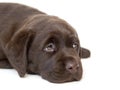 Brown Labrador puppy Royalty Free Stock Photo