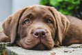 Brown labrador puppy dog lying Royalty Free Stock Photo