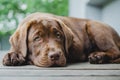 Brown labrador puppy dog lying and looking at camera Royalty Free Stock Photo