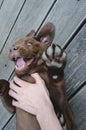 Brown labrador puppy dog lying and playing Royalty Free Stock Photo