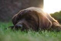 Brown labrador puppy dog lying Royalty Free Stock Photo