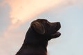 Brown labrador puppy dog sitting and looking, photo from the side Royalty Free Stock Photo