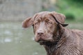 Brown labrador puppy looking at camera in a river Royalty Free Stock Photo
