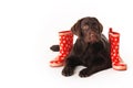 Brown labrador puppy lying with rubber boots on a white backgr