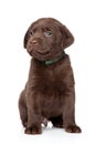 Brown Labrador puppy Royalty Free Stock Photo