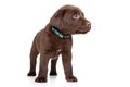 Brown Labrador puppy Royalty Free Stock Photo