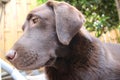 Brown Labrador Retriever. Chocolate dog profile. Best friend. Royalty Free Stock Photo