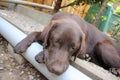 Brown Labrador Retriever. Chocolate Labrador Puppy. Dog face. Sleepy dog. Royalty Free Stock Photo