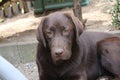 Brown Labrador Retriever. Chocolate Labrador Puppy. Man\'s best friend. Royalty Free Stock Photo