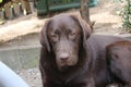 Brown Labrador Retriever. Chocolate Labrador Puppy. Pedigreed Labrador. Royalty Free Stock Photo