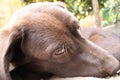 Brown Labrador Retriever. Chocolate Labrador Puppy. Pet face close-up. Royalty Free Stock Photo