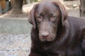 Brown Labrador Retriever. Chocolate Labrador Puppy. Pure-bred Labrador. Royalty Free Stock Photo