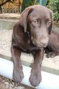 Brown Labrador Retriever. Chocolate looking dog. Man\'s best friend. Paws. Royalty Free Stock Photo