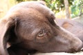 Brown Labrador Retriever. Chocolate Puppy. Man\'s best friend. Royalty Free Stock Photo