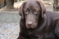 Brown Labrador Retriever. Chocolate Labrador Puppy. Pets in the garden. Royalty Free Stock Photo