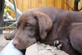 Brown Labrador Retriever. Chocolate sleepy dog. Best friend. Royalty Free Stock Photo