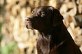 Brown Labrador retriever dog