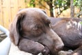 Brown Labrador Retriever. Chocolate Puppy. Man\'s best friend. Sleepy. Royalty Free Stock Photo