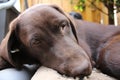 Brown Labrador Retriever. Dog Puppy. Lab eyes. Sleepy Labrador. Royalty Free Stock Photo