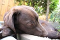 Brown Labrador Retriever. Dog Puppy. Lab eyes. Looking dog. Royalty Free Stock Photo