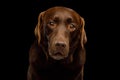 Brown Labrador retriever dog in front of black background