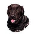 Brown Labrador Retriever dog head