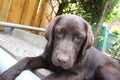 Brown Labrador Retriever. Dog portrait. Close-up photography. Royalty Free Stock Photo