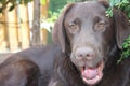 Brown Labrador Retriever. Dog profile. Close-up photography. Royalty Free Stock Photo