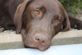 Brown Labrador Retriever puppy. Dog face. Close-up photo. Royalty Free Stock Photo