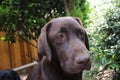 Brown Labrador Retriever puppy. Dog portrait. Looking Chocolate Lab. Royalty Free Stock Photo