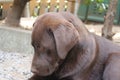 Brown Labrador Retriever puppy. Dog profile. Close-up photography. Royalty Free Stock Photo