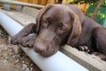 Brown Labrador Retriever. Dog Puppy. Lab eyes. Looking dog. Royalty Free Stock Photo