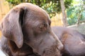Brown Labrador Retriever. Dog Puppy. Lab eyes. Sleepy Labrador. Royalty Free Stock Photo