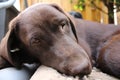Brown Labrador Retriever. Dog Puppy. Lab face. Sleepy dog. Royalty Free Stock Photo