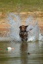 Brown labrador retriever jumps in the water