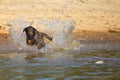 Brown labrador retriever jumps in the water