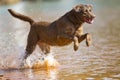 Brown labrador retriever jumps in the water