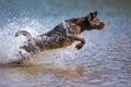 Brown labrador retriever jumps in the water