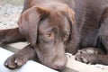 Brown Labrador Retriever. Labrador puppy paw. Chocolate color dog. Royalty Free Stock Photo