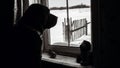 Brown Labrador Retriever looks out the window. The dog sits by the window in winter in a wooden house in the village. Black and Royalty Free Stock Photo