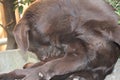 Brown Labrador Retriever. The natural environment. Looking dog. Royalty Free Stock Photo