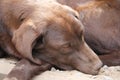 Brown Labrador Retriever. The natural environment. Tired dog. Royalty Free Stock Photo