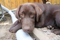 Brown Labrador Retriever puppy. Dog face. Looking dog. Chocolate dog. Royalty Free Stock Photo