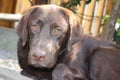 Brown Labrador Retriever puppy. Dog portrait. Chocolate Labrador. Close-up.