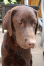 Brown Labrador Retriever puppy. Dog portrait. Close-up photography. Royalty Free Stock Photo