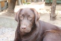 Brown Labrador Retriever puppy. Dog portrait. Looking Chocolate Lab. Royalty Free Stock Photo