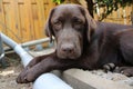Brown Labrador Retriever puppy. Dog portrait. Looking Chocolate Labrador. Royalty Free Stock Photo